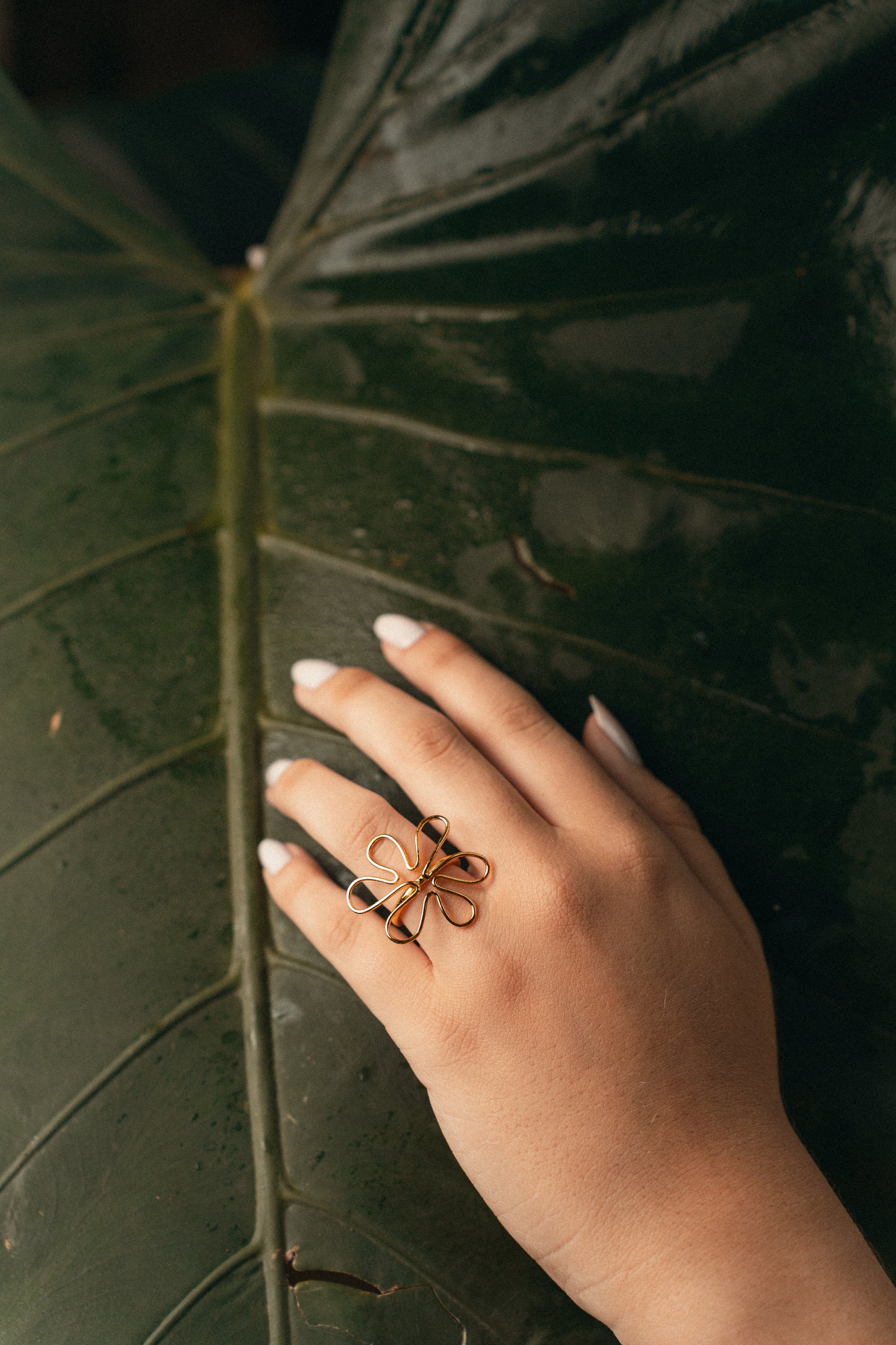 Anillo Mar silueta alga Udotea